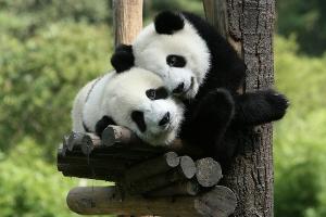 pandas playing in panda base chengdu